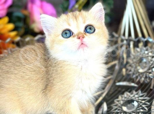 A Kalite Bri̇ti̇sh Shorthai̇r Golden  Yavrular görsel