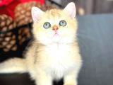 A Kalite Bri̇ti̇sh Shorthai̇r Golden  Yavrular