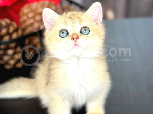 A Kalite Bri̇ti̇sh Shorthai̇r Golden  Yavrular