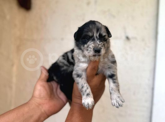 Dünyanın En Zeki Irkı Merle Border Collie Yavrularımız görsel
