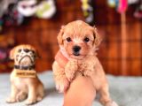Minik sevimli tüy dökmez zeki a secereli maltipoo