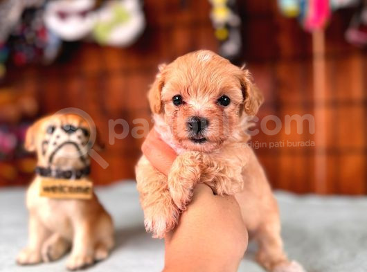 Minik Sevimli Tüy Dökmez Zeki A Secereli Maltipoo