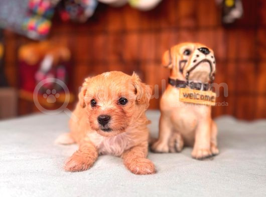Minik Sevimli Tüy Dökmez Zeki A Secereli Maltipoo görsel