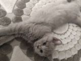 Safkan Gri Dişi British Shorthair