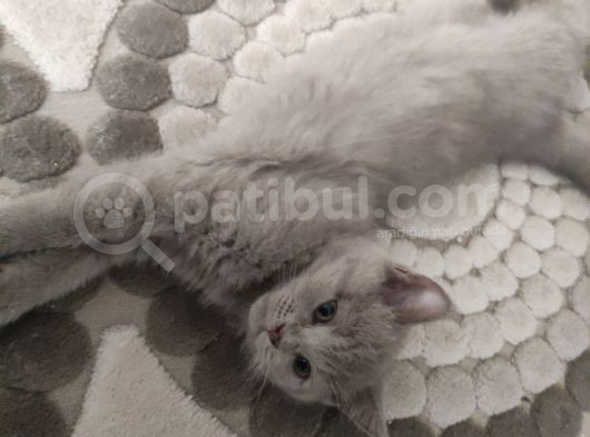 Safkan Gri Dişi British Shorthair görsel