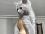 Safkan Gri Dişi British Shorthair