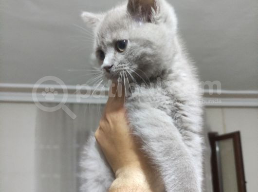 Safkan Gri Dişi British Shorthair görsel