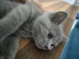 Safkan Gri Dişi British Shorthair