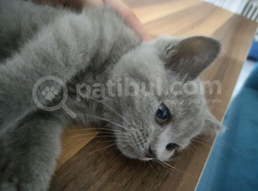 Safkan Gri Dişi British Shorthair görsel