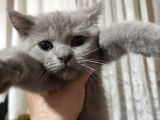 Safkan gri dişi British Shorthair
