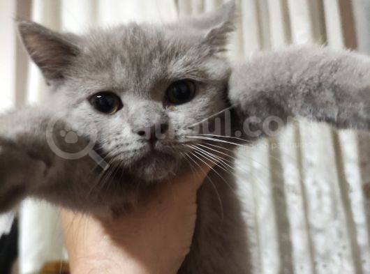 Safkan Gri Dişi British Shorthair