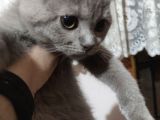 Safkan Gri Dişi British Shorthair