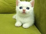 British Shorthair Redpoi̇nt Erkek