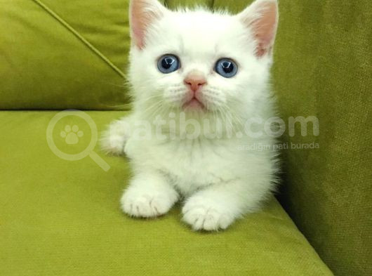 British Shorthair Redpoi̇nt Erkek görsel