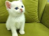 British Shorthair Redpoi̇nt Erkek