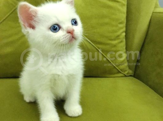 British Shorthair Redpoi̇nt Erkek görsel