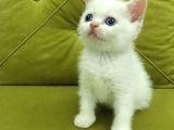British Shorthair Redpoi̇nt Erkek