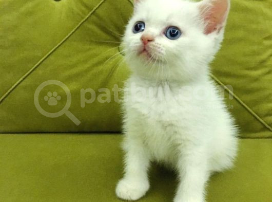 British Shorthair Redpoi̇nt Erkek görsel