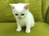 British Shorthair Redpoi̇nt Erkek