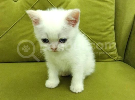 British Shorthair Redpoi̇nt Erkek