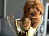 Anne Maltipo Baba Poodle Yavrularımız Kilo Garantili