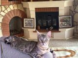 3 aylık snow bengal