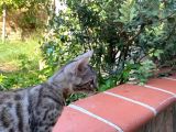 3 Aylık Snow Bengal
