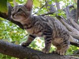 3 Aylık Snow Bengal