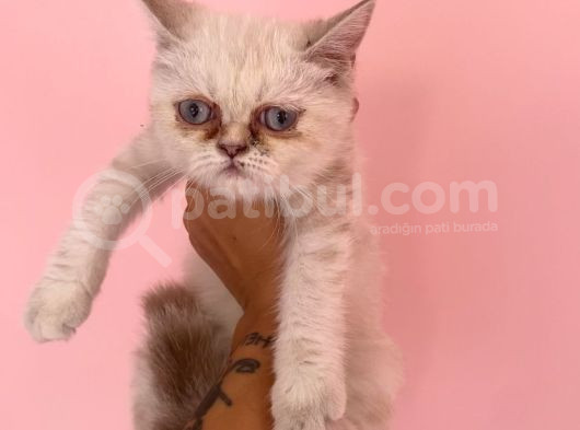 2 Aylık Beyaz Exotic Dişi görsel