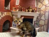 Ukraina scrli 2 aylık zagreus bengal