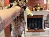 Ukraina Scrli 2 Aylık Zagreus Bengal
