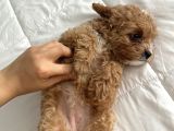 Köpeğimin Aşırı Sevimli Yavrusu