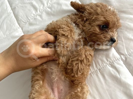 Köpeğimin Aşırı Sevimli Yavrusu görsel