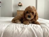 Köpeğimin Aşırı Sevimli Yavrusu
