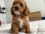 Köpeğimin aşırı sevimli Yavrusu