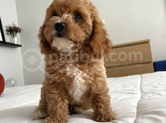 Köpeğimin Aşırı Sevimli Yavrusu