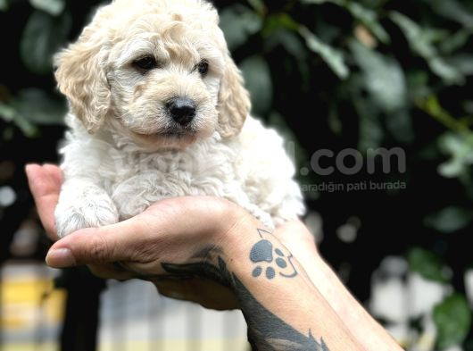 Anne Maltipo Baba Poodle Yavrularımız Kilo Garantili görsel