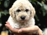 Anne Maltipo Baba Poodle Yavrularımız Kilo Garantili