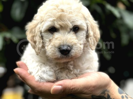 Anne Maltipo Baba Poodle Yavrularımız Kilo Garantili görsel