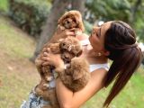 Anne maltipo baba poodle yavrularımız kilo garantili