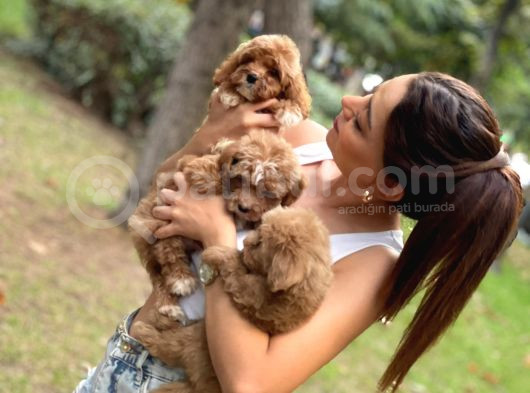 Anne Maltipo Baba Poodle Yavrularımız Kilo Garantili