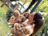 Anne Maltipo Baba Poodle Yavrularımız Kilo Garantili