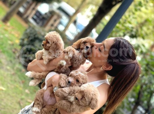 Anne Maltipo Baba Poodle Yavrularımız Kilo Garantili görsel