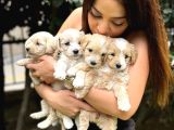 Anne Maltipo Baba Poodle Yavrularımız Kilo Garantili