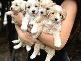 Anne Maltipo Baba Poodle Yavrularımız Kilo Garantili