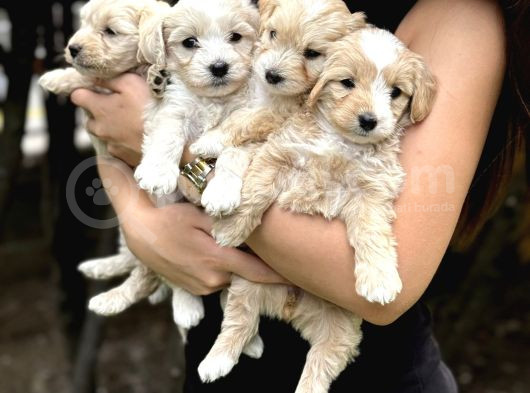 Anne Maltipo Baba Poodle Yavrularımız Kilo Garantili görsel