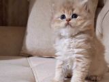British Longhair Cy Bebekler Yeni Sahibini Bekliyor
