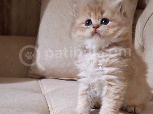 British Longhair Cy Bebekler Yeni Sahibini Bekliyor görsel