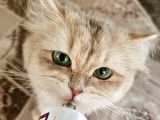 British Longhair Cy Bebekler Yeni Sahibini Bekliyor