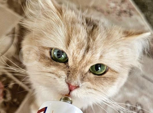 British Longhair Cy Bebekler Yeni Sahibini Bekliyor görsel